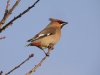 Waxwing at Pitsea (Steve Arlow) (47310 bytes)